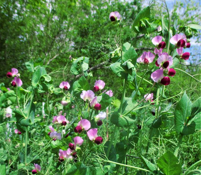 austrian winter peas