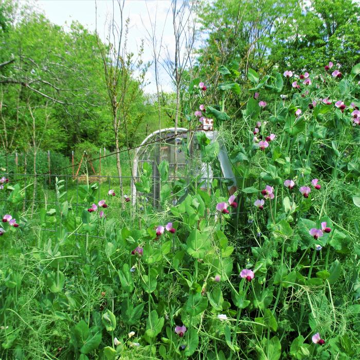 austrian winter peas