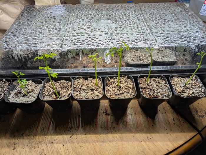 baby moringa