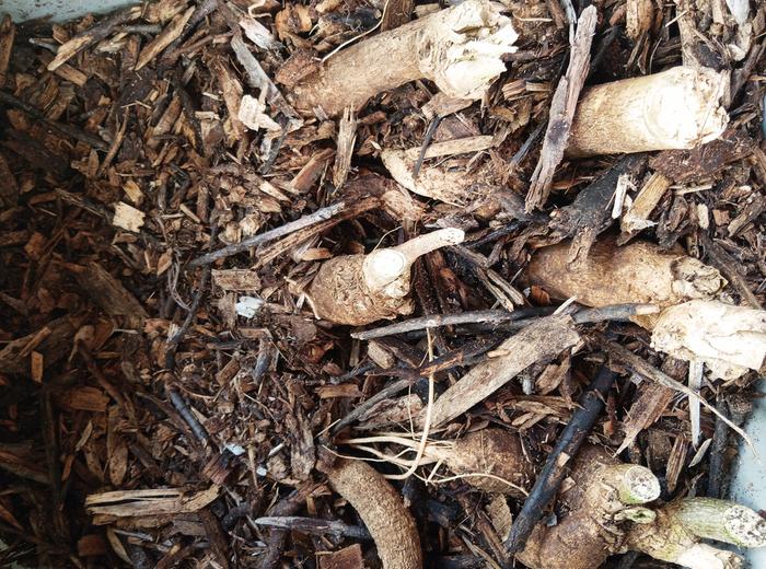 moringa roots packed in woodchips