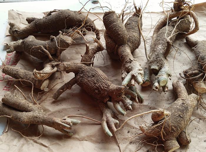 trimmed moringa roots air drying