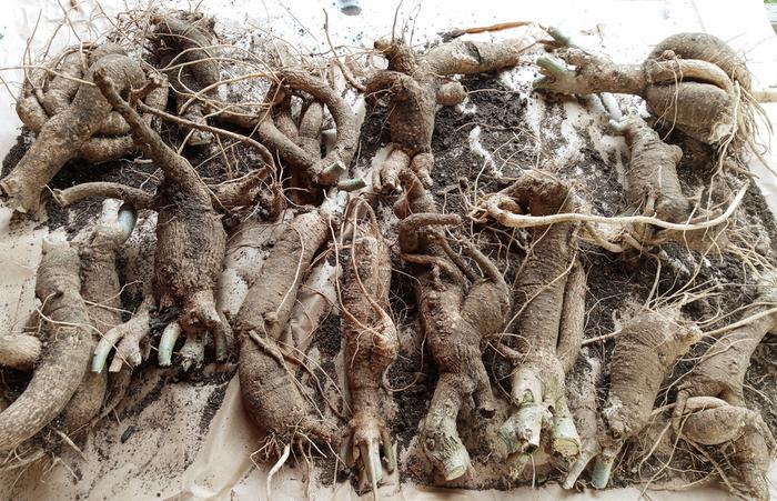 moringa roots air drying for storage