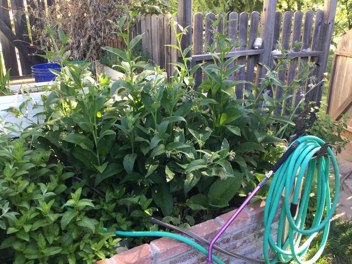 comfrey