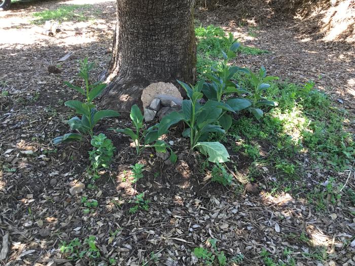 comfrey at tree base
