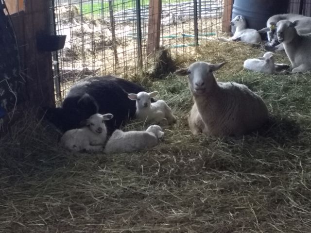 [Thumbnail for bunny-and-lambs.jpg]