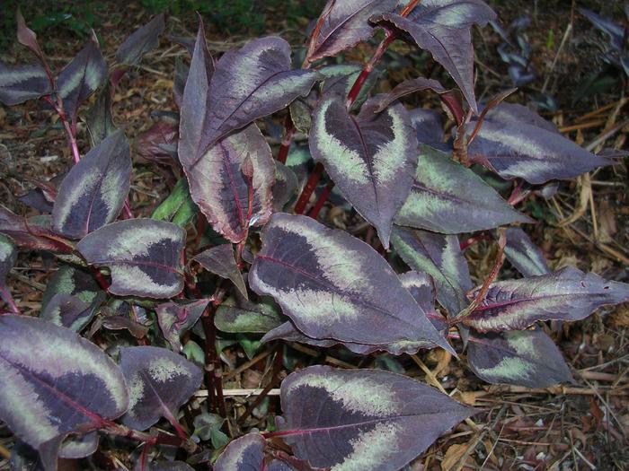 [Thumbnail for DSCN3181.JPG]