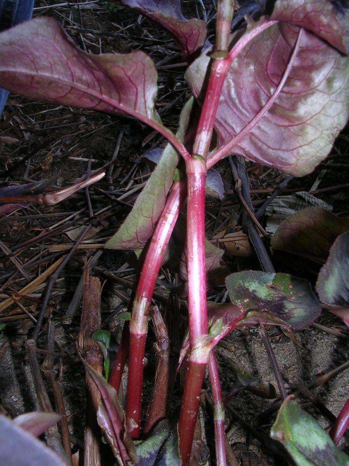 [Thumbnail for DSCN3183.JPG]