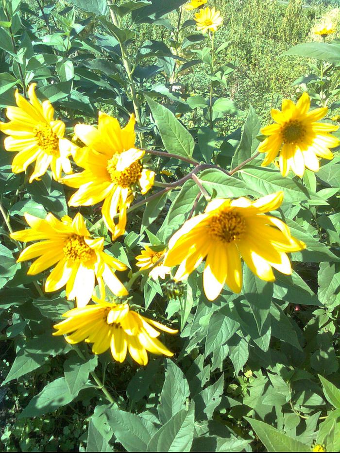 jerusalem artichoke flowers and pollinators