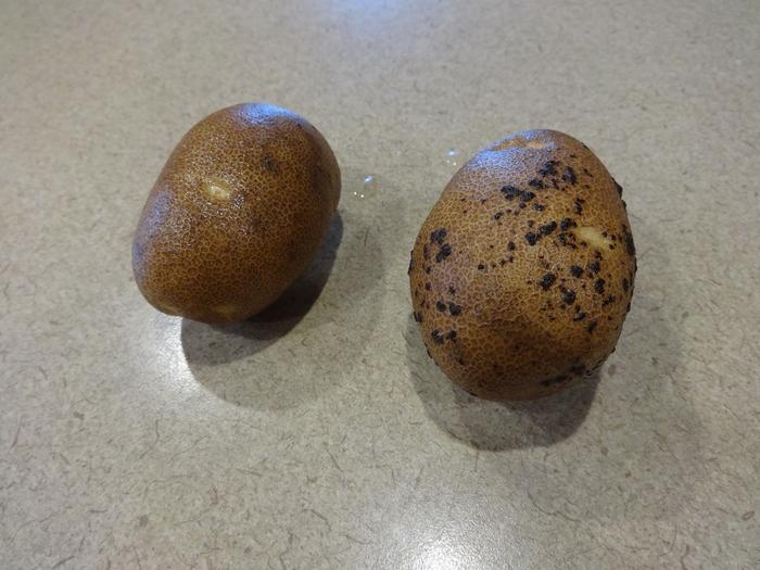 potato with skin disease black spots