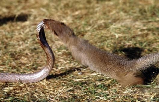 mongoose attacking a snake