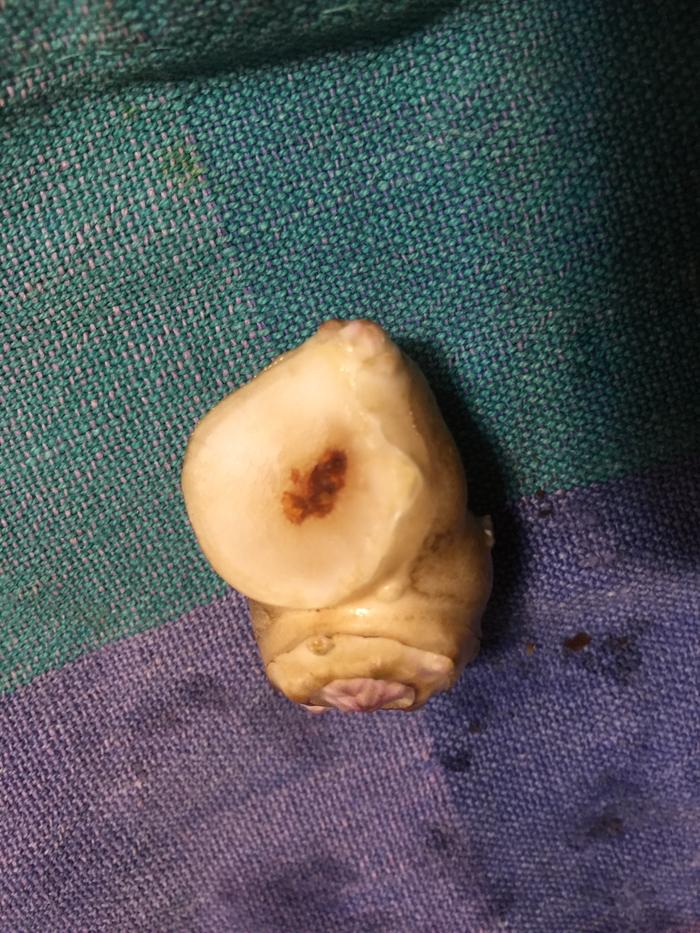 rot inside artichoke tuber