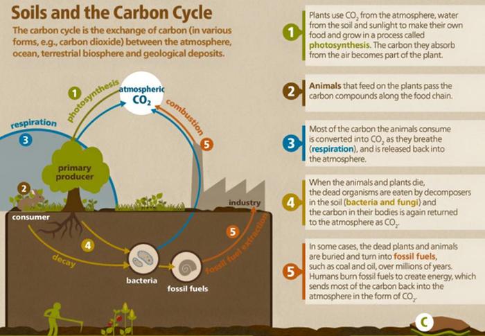 [Thumbnail for soil-carbon-cycle.jpg]