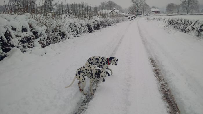 Dalmatians in the Snow