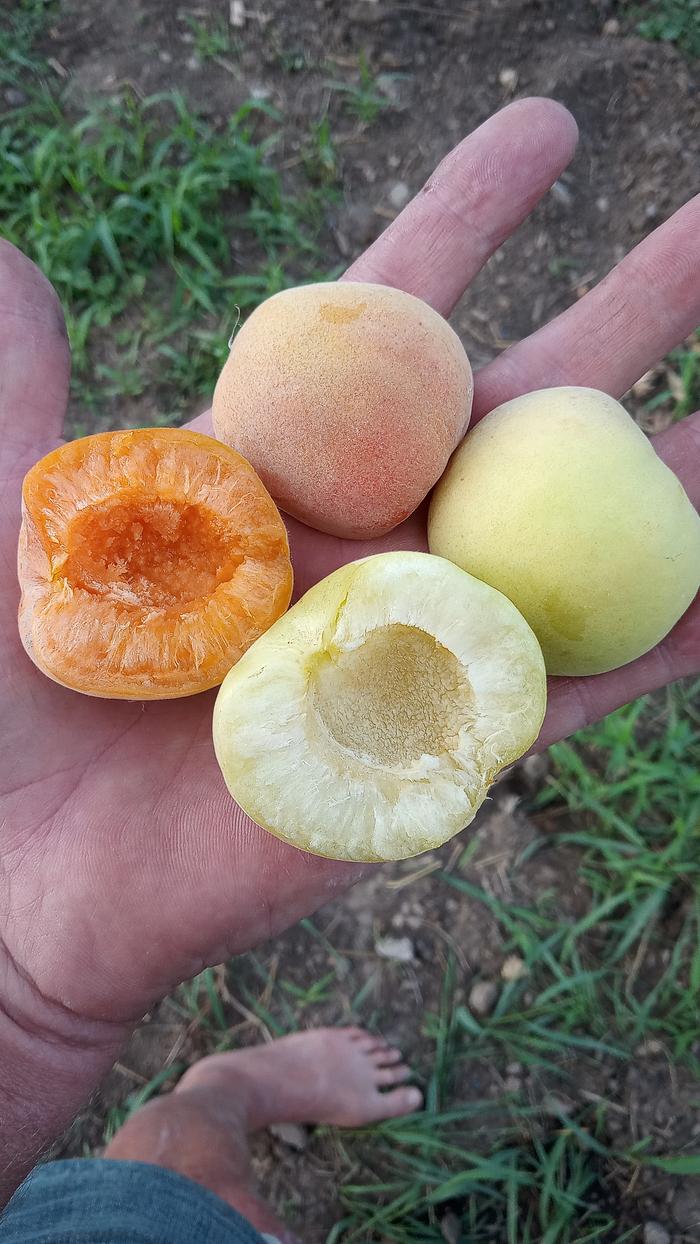 Fruits from the two parent trees — one golden and honey-sweet, the other orange with a bright apricot tang.