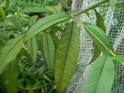 [Thumbnail for P1070581_opt.jpg]