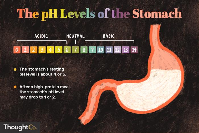 pH of the stomach