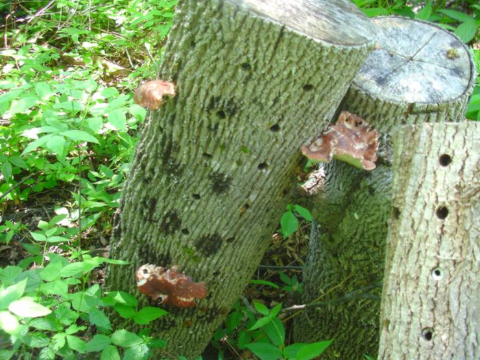 [Thumbnail for SANY1883.JPG]