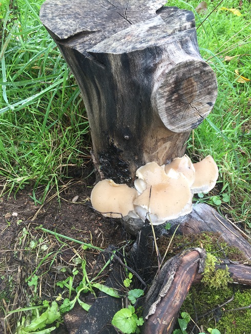 [Thumbnail for OYSTERBENCHSHROOMS.jpg]