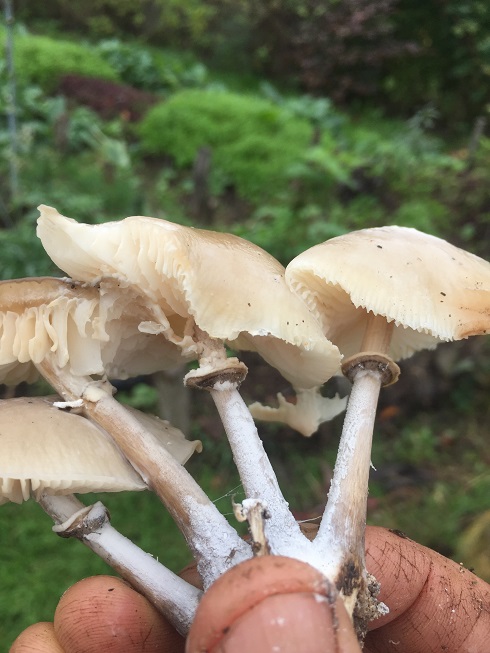 [Thumbnail for OYSTERBENCHNOTOYSTERS.jpg]