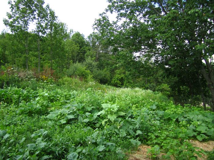 [Thumbnail for permaculture-polyculture-cover-crop.jpg]