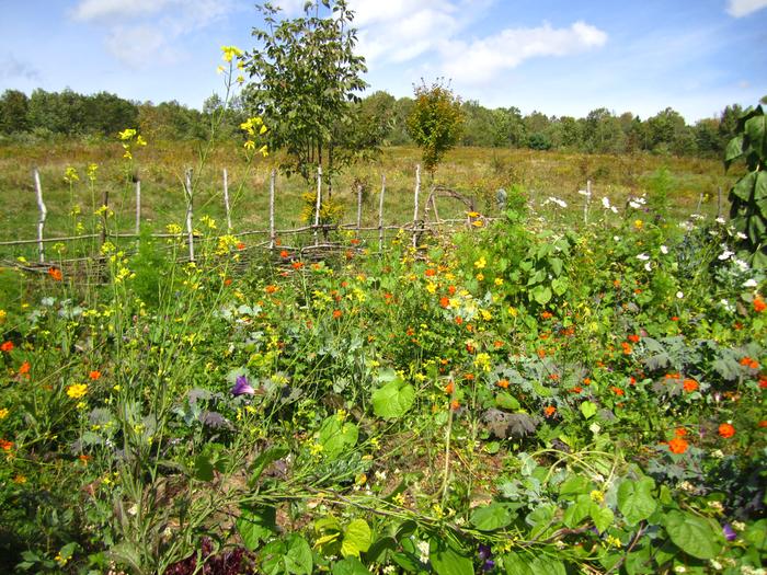 [Thumbnail for cover-crop-flowers.jpg]