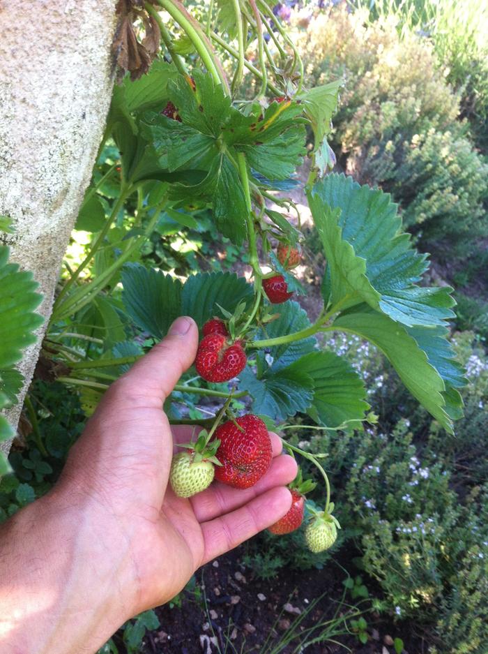harvest