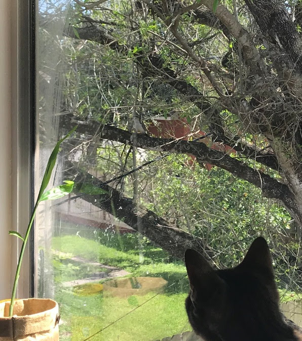 What's kitteh looking at?