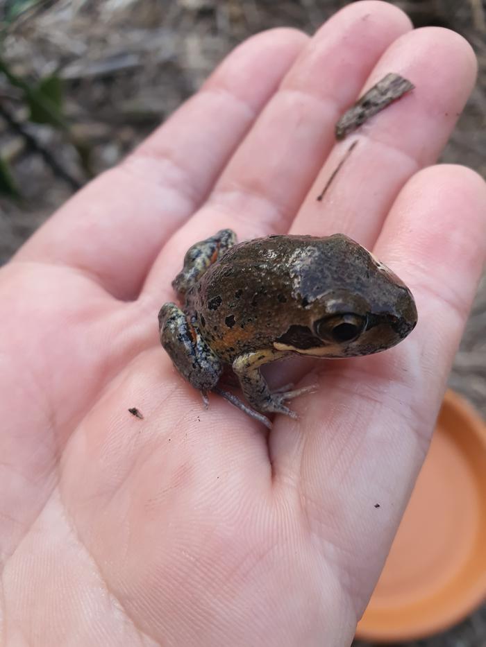 Marsh Frog