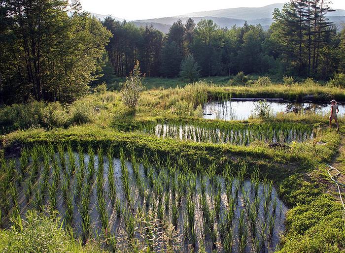 [Thumbnail for 800wsrf_rice_paddies_July18_2010.jpg]