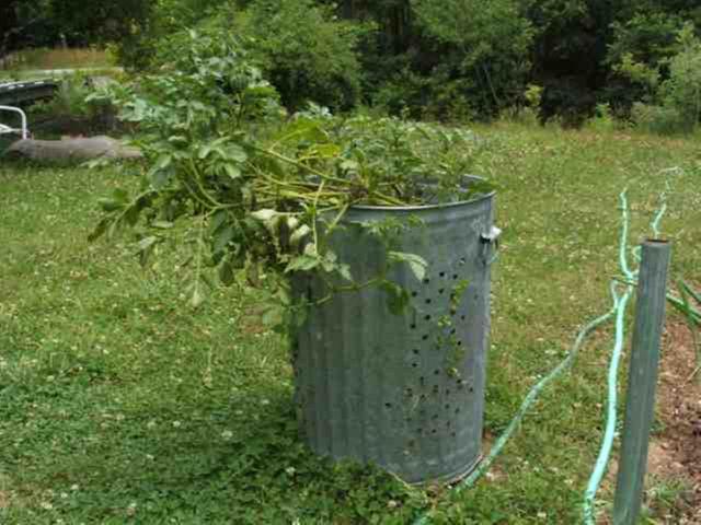 [Thumbnail for tater-barrel.jpg]