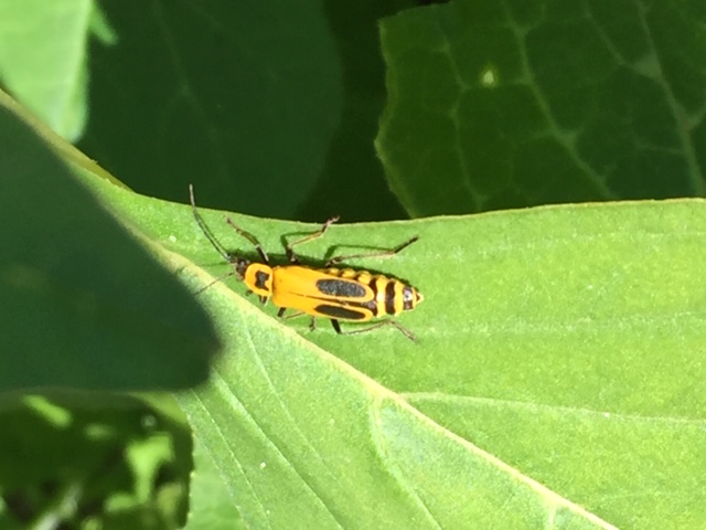 Chauliognathus pennsylvanicus - Goldenrod Soldier Beetle