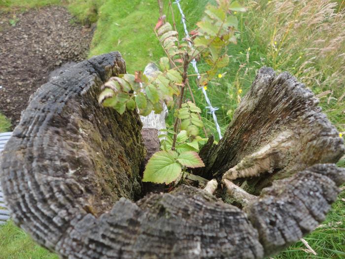 Rowan tree growing on the top of a fencepost