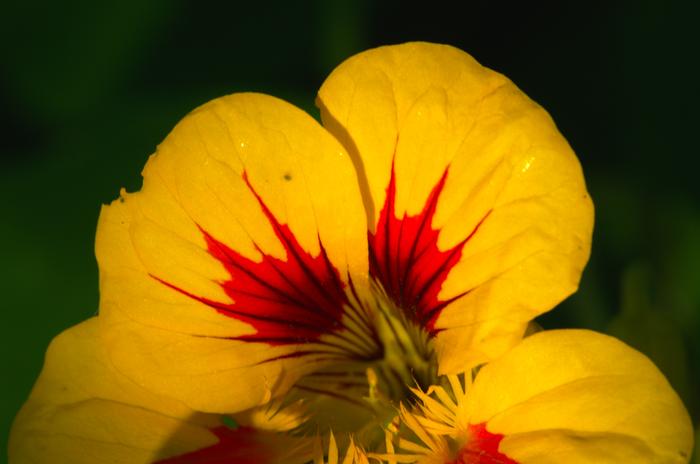 Tropaeolum maju