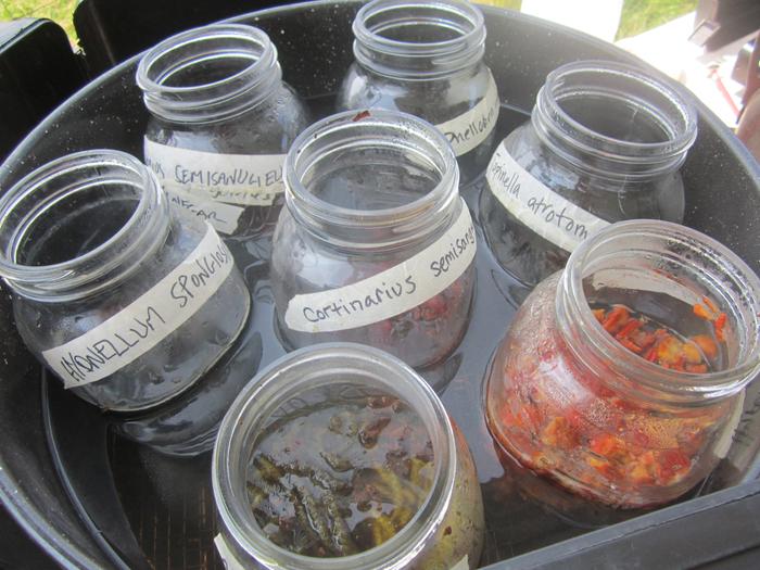 [Thumbnail for DYE-MYCOPIGMENTS-yarn_simmering_in_mushroom_dye_baths-_lanaplantae.com.jpg]