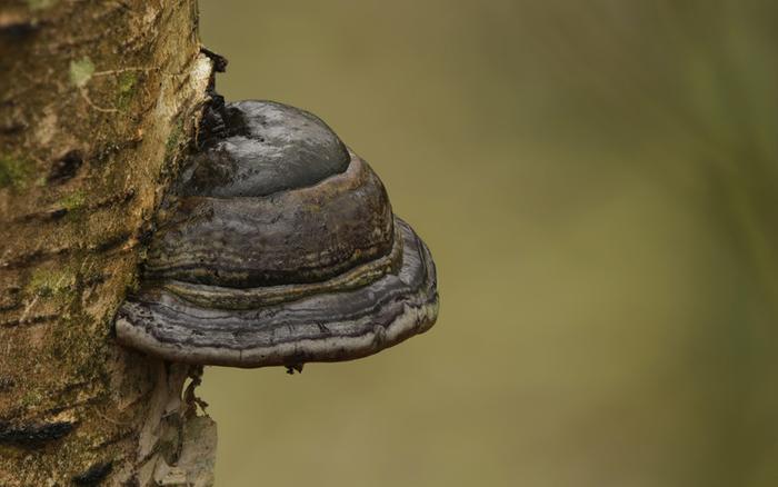 [Thumbnail for TEXTILE-amadou_(fomes_fomentarius)_Zunderschwamm_by_Richard_Bartz-_WikiMedia.org.jpg]