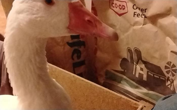 My gander