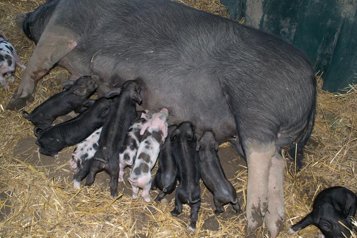 Nice litter, 14 born, 12 survivors