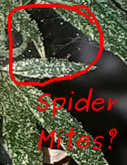 [Thumbnail for spiders-or-spider-mites.jpg]