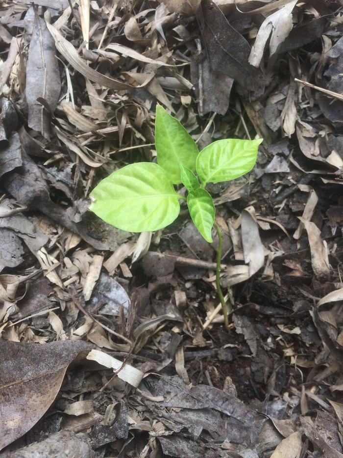 pimento plant