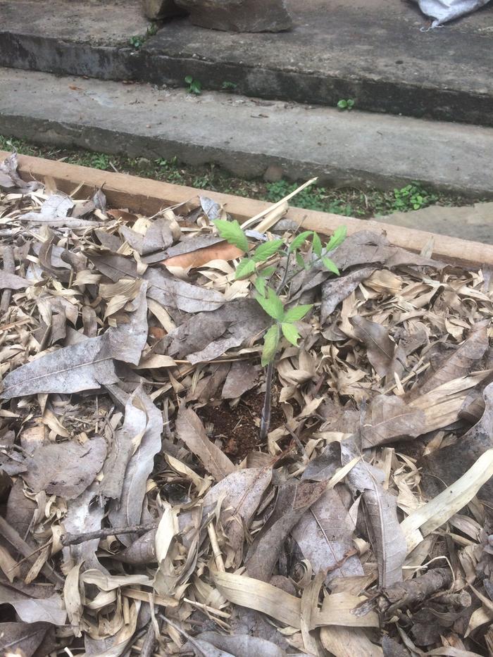 mulch and tomato plant