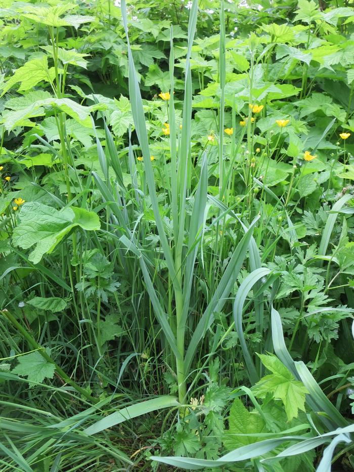 Still growing strong, despite being overwhelmed by children grazing and thimbleberries spreading