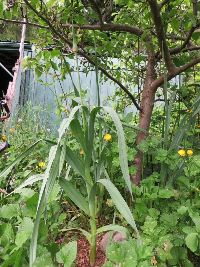 An even happier one. This is planted under a pear tree and lives with potatoes and mulch. It's much happier!