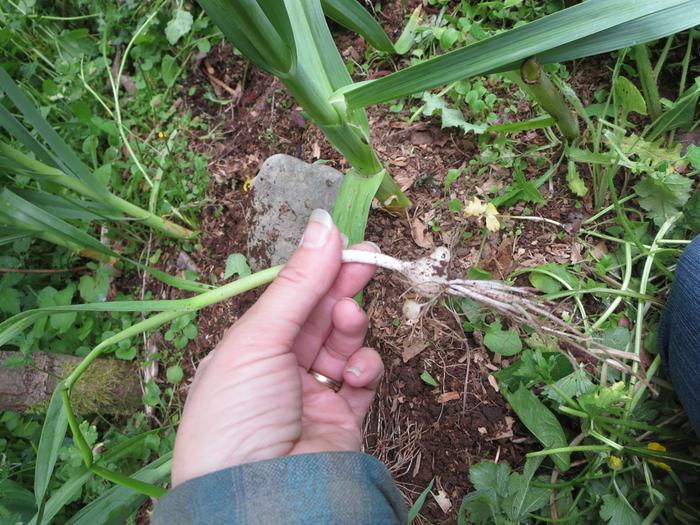 Even babies are making babies! I accidently pulled up this little guy--who was growing on his own--and he's got two babies!