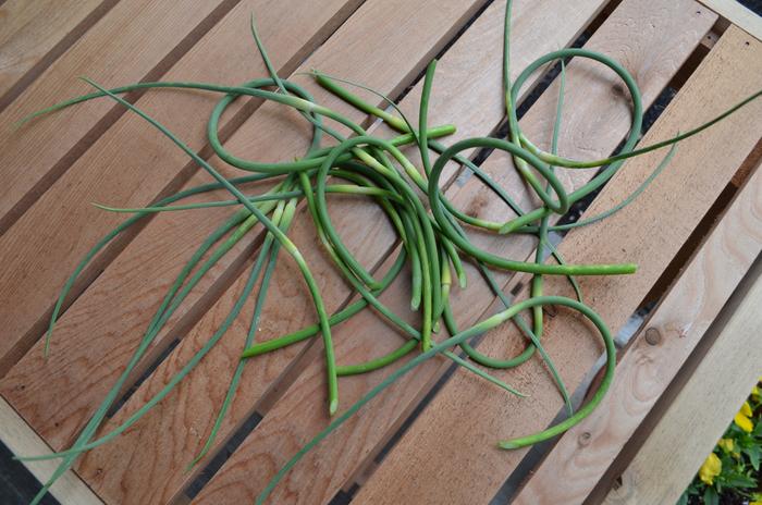 making a pretty good garlic scape soup
