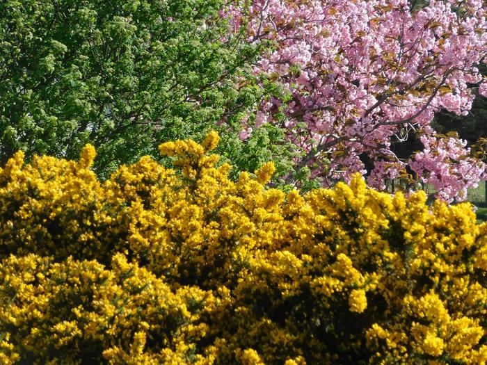 Clash of the flowers: cherry blossom and gorse against spring leaves