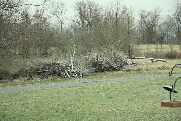 Brush pile to be chipped