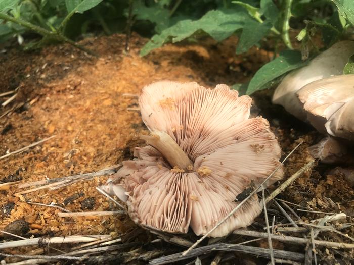 Mushroom Gills 