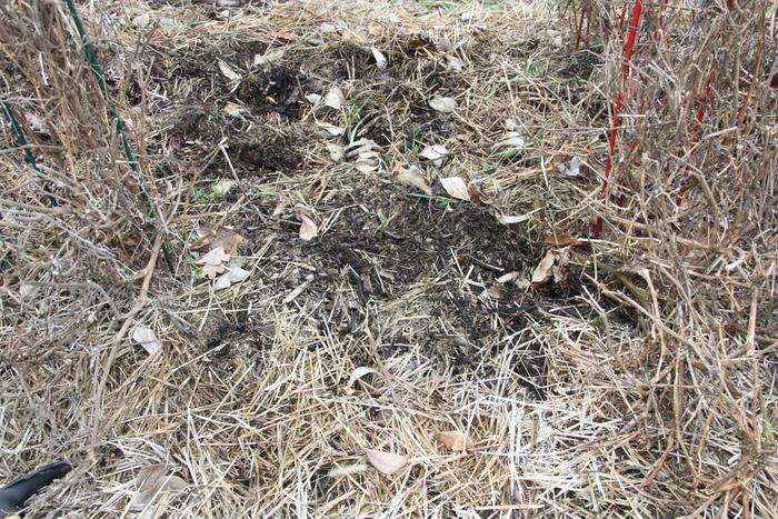 Undisturbed surface of mushroom bed