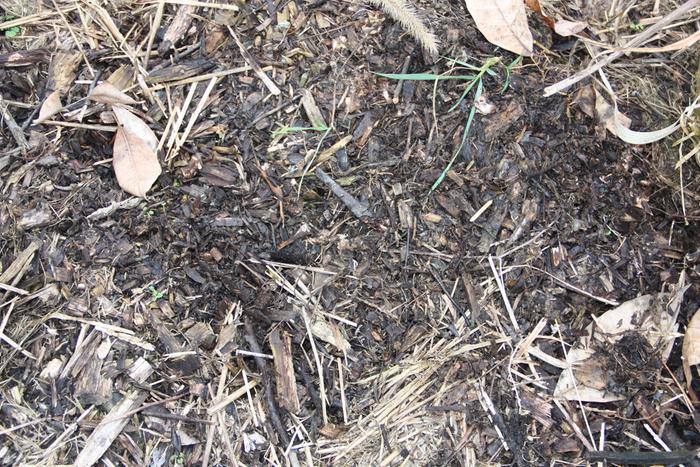 Image of undisturbed wood chip surface wine caps