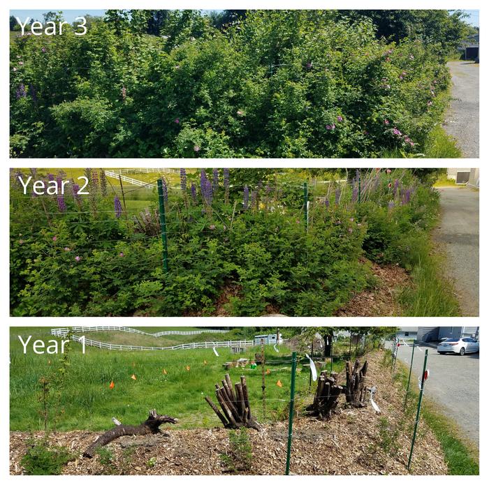 3 years of growth on a hugelkultur hedgerow. All 3 pictures taken in May. Latest in 2020.